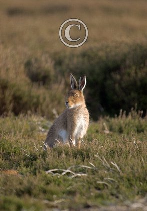 Mountain or Blue Hare in Summer DM0750